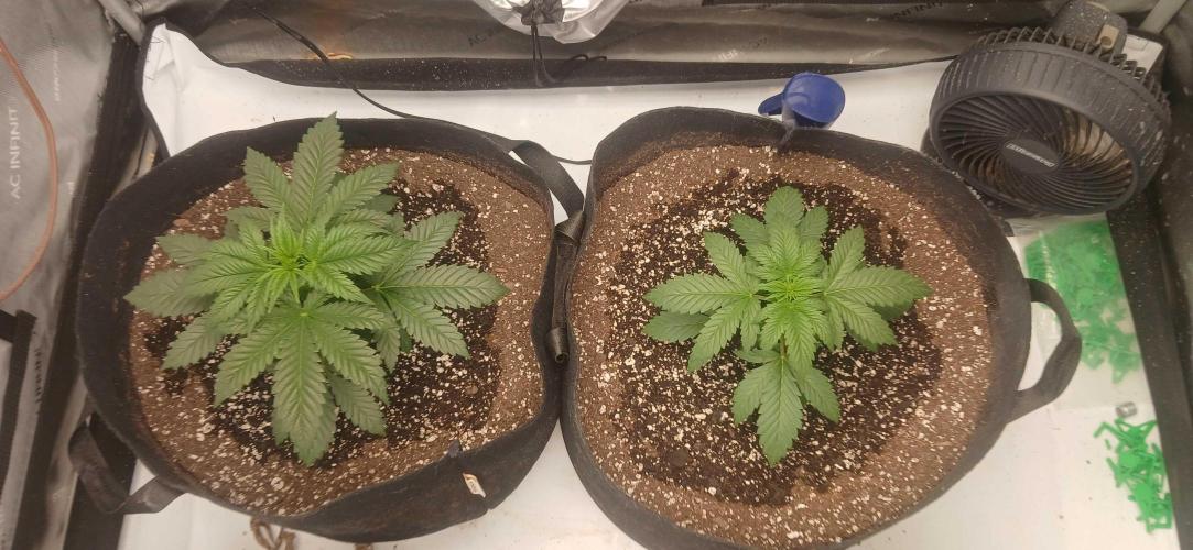 White Widow - Seed Supreme. Week 3