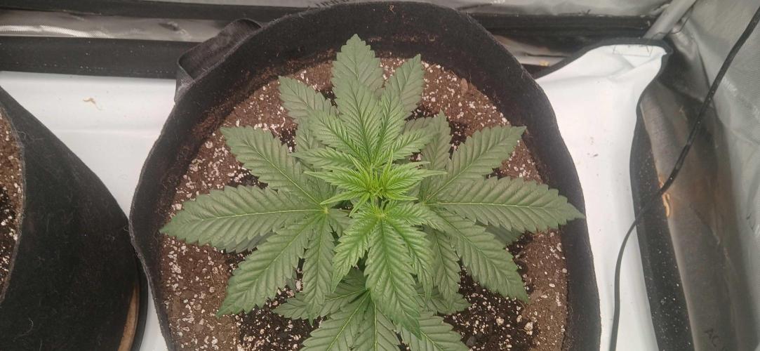 White Widow - Seed Supreme. Week 3