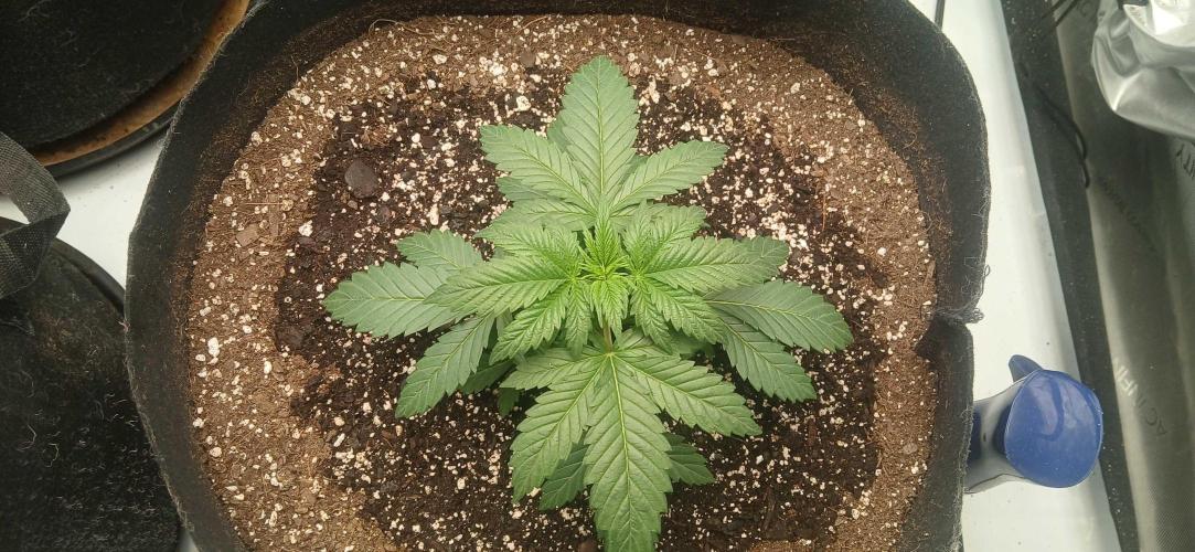 White Widow - Seed Supreme. Week 3