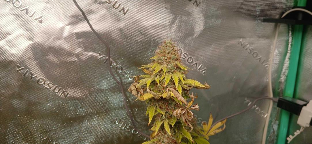 Godfather OG from SeedSupreme. Week 19