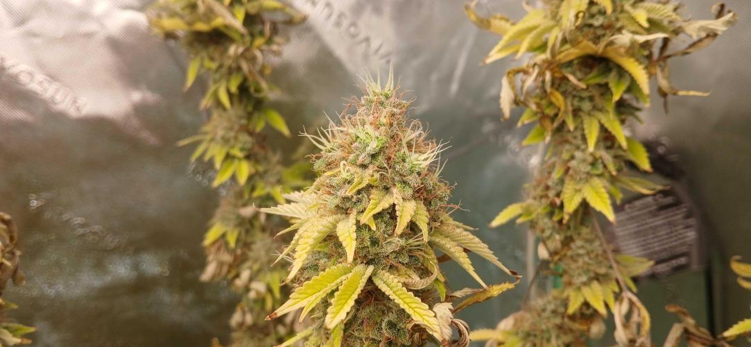 Godfather OG from SeedSupreme. Week 19