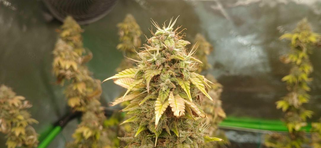 Godfather OG from SeedSupreme. Week 19