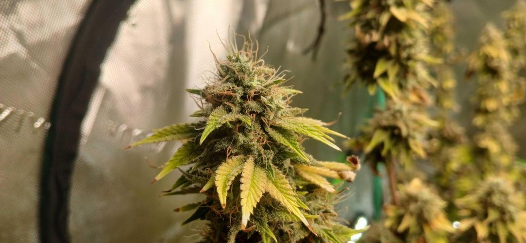 Godfather OG from SeedSupreme. Week 19