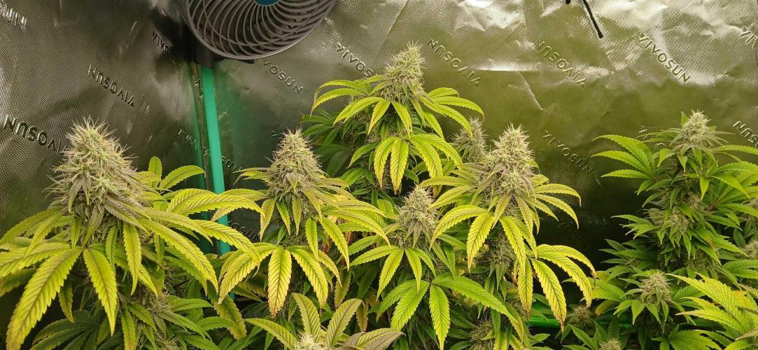 Game Over - Happy Valley Genetics. Week 16