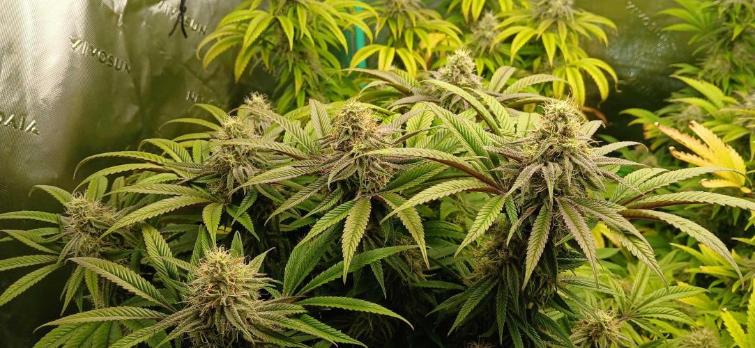 Game Over - Happy Valley Genetics. Week 16