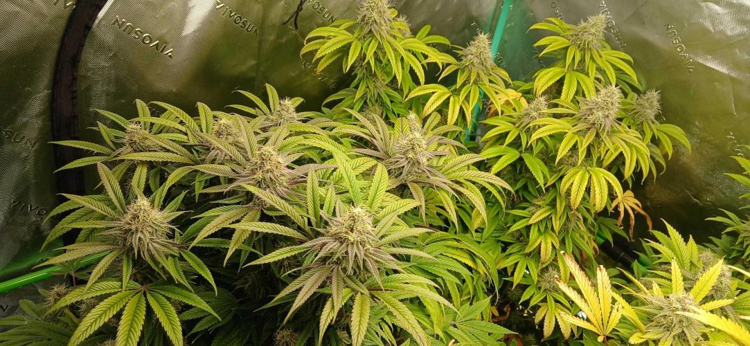 Game Over - Happy Valley Genetics. Week 16
