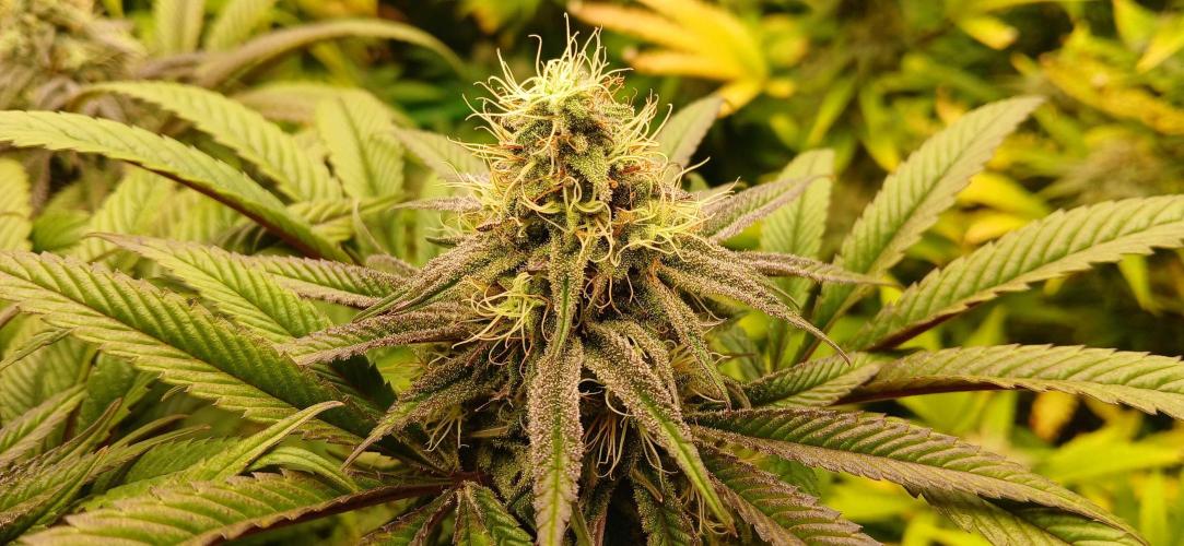 Game Over - Happy Valley Genetics. Week 16