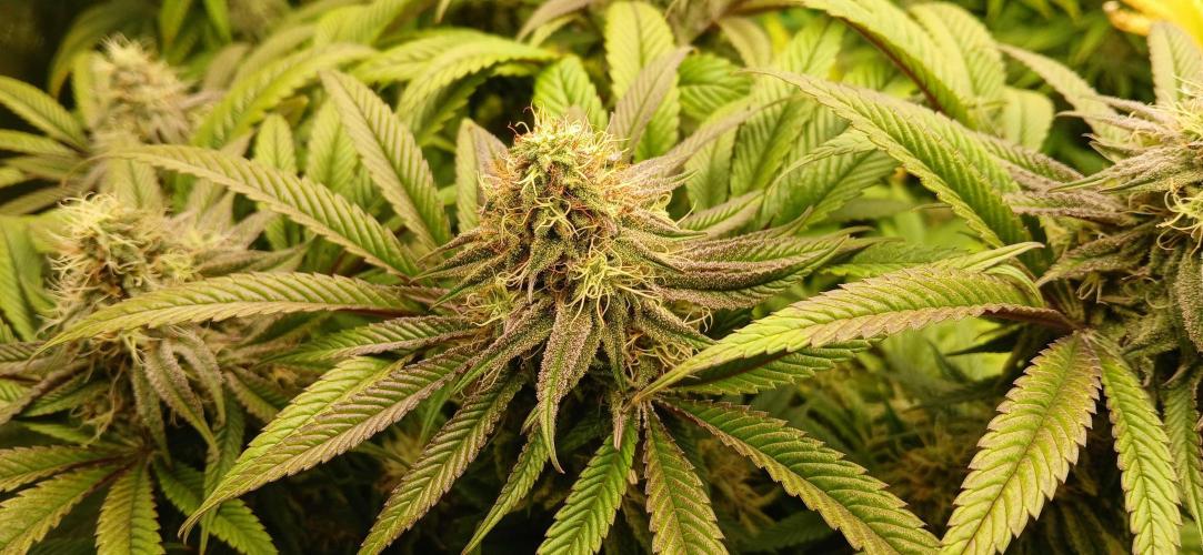 Game Over - Happy Valley Genetics. Week 16