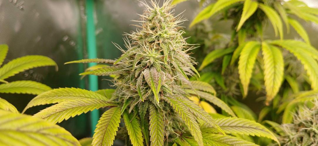 Game Over - Happy Valley Genetics. Week 16