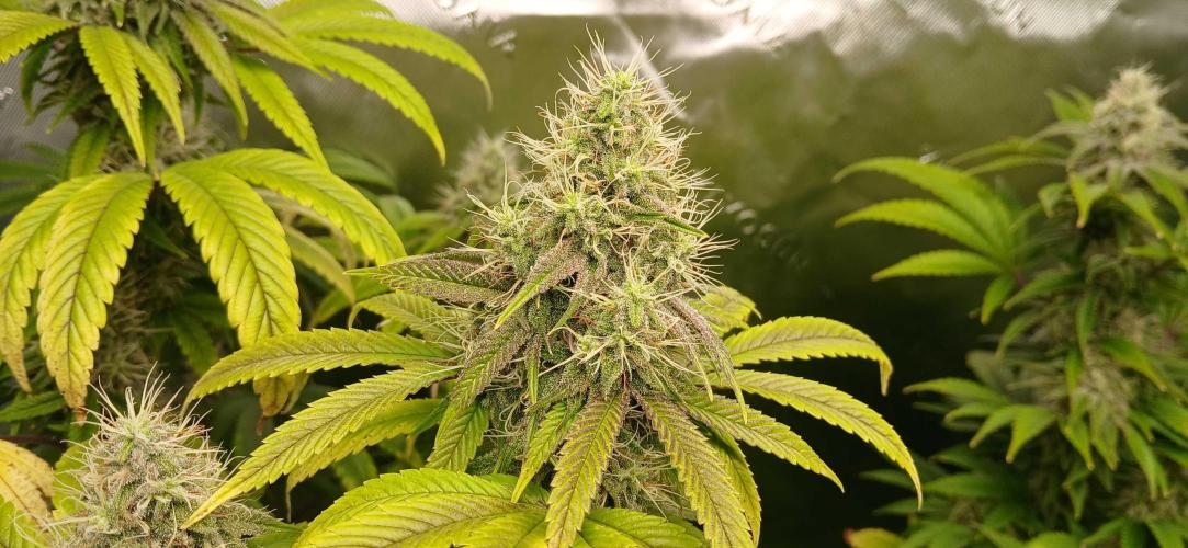 Game Over - Happy Valley Genetics. Week 16