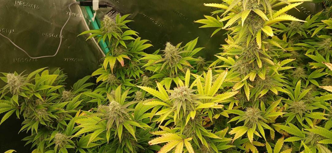 White Widow - Seed Supreme. Week 16