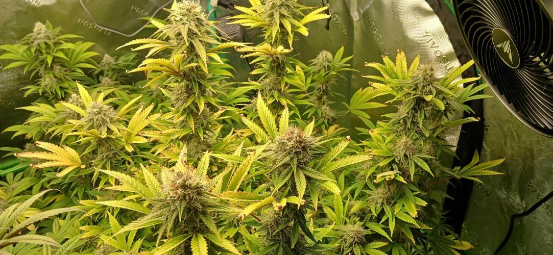 White Widow - Seed Supreme. Week 16