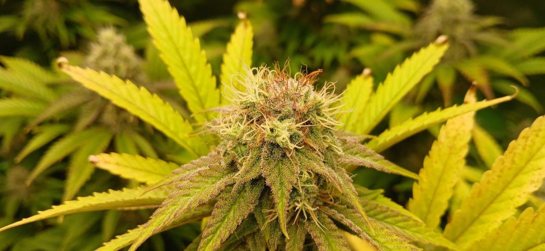 White Widow - Seed Supreme. Week 16