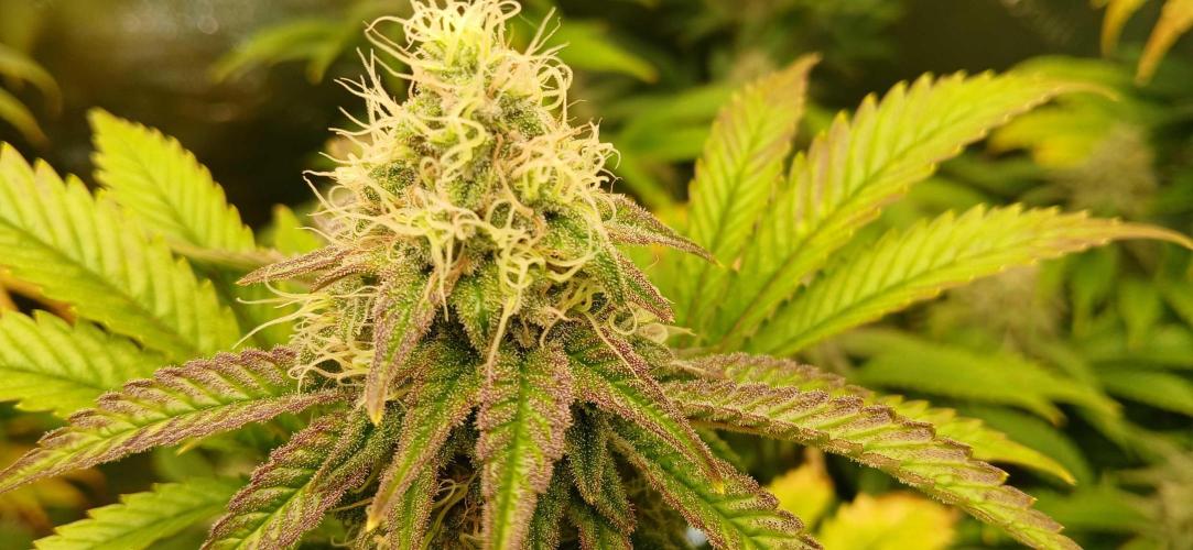 White Widow - Seed Supreme. Week 16