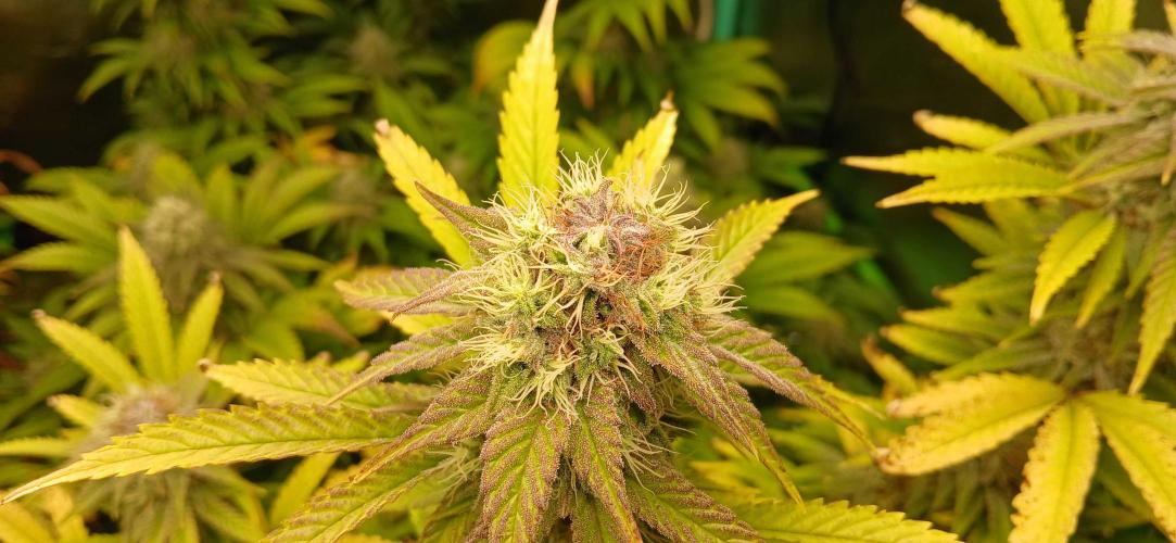 White Widow - Seed Supreme. Week 16