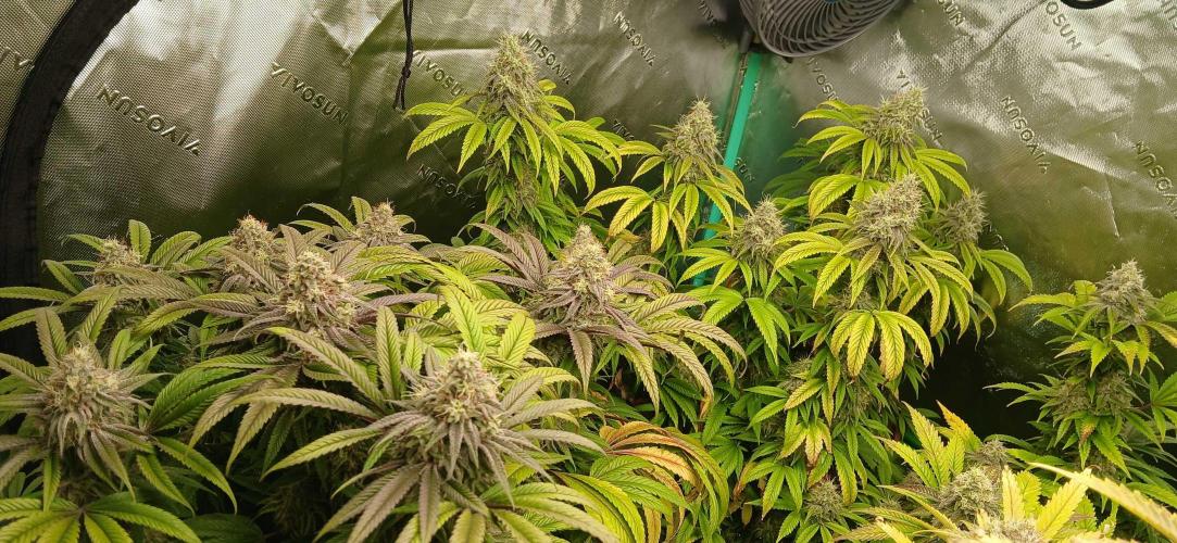 Game Over - Happy Valley Genetics. Week 17