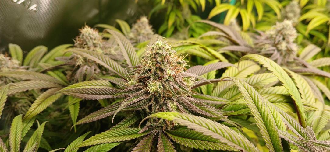 Game Over - Happy Valley Genetics. Week 17