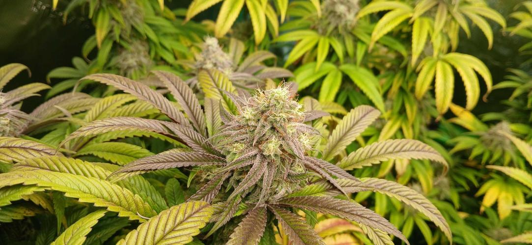 Game Over - Happy Valley Genetics. Week 17