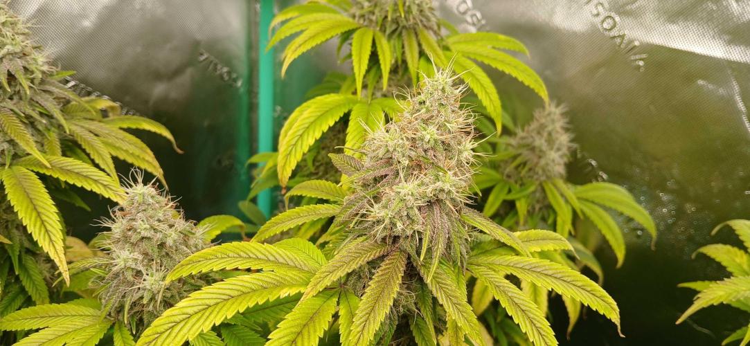 Game Over - Happy Valley Genetics. Week 17