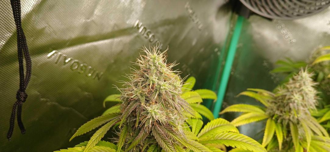 Game Over - Happy Valley Genetics. Week 17