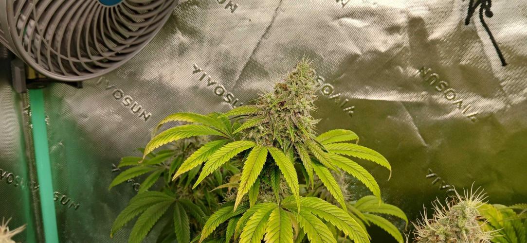 Game Over - Happy Valley Genetics. Week 17