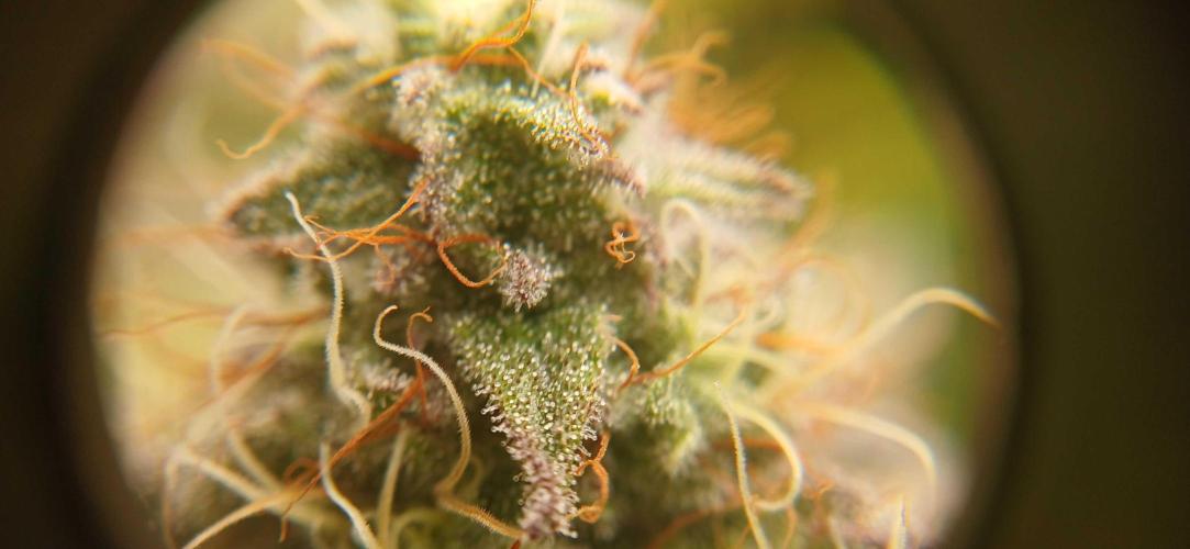 Game Over - Happy Valley Genetics. Week 17