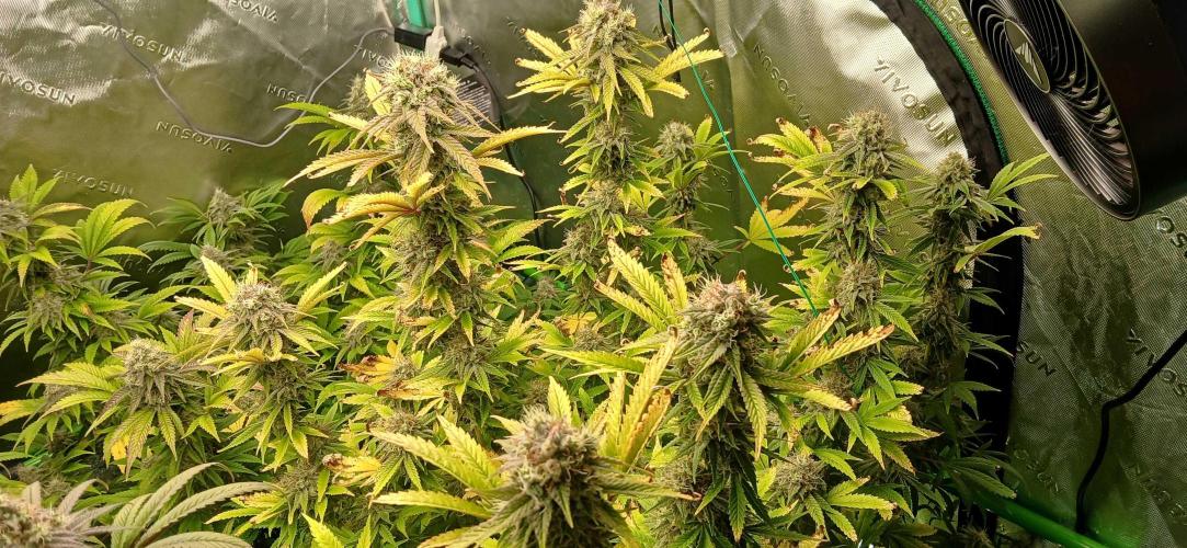 White Widow - Seed Supreme. Week 17