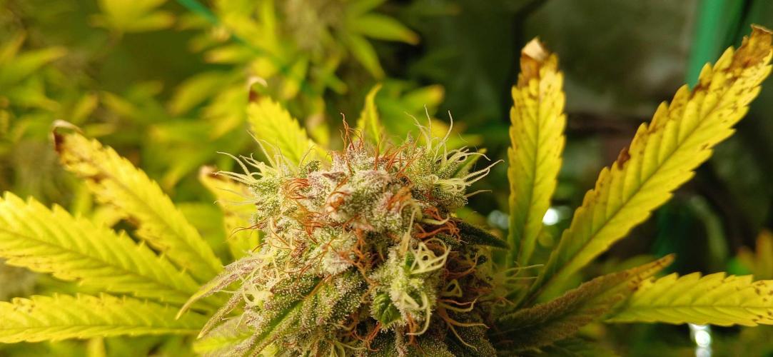 White Widow - Seed Supreme. Week 17
