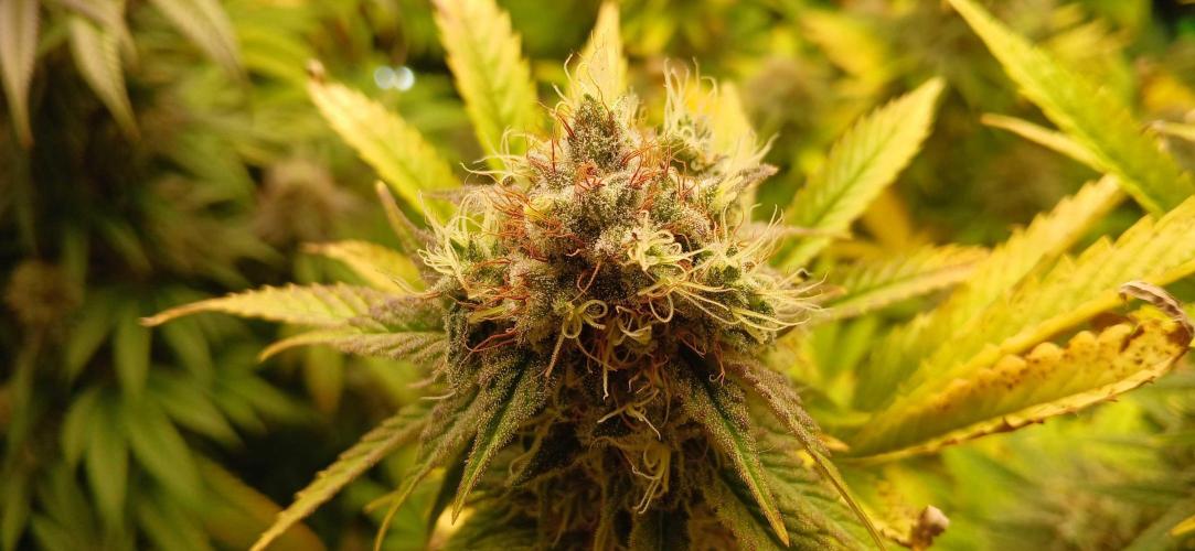 White Widow - Seed Supreme. Week 17