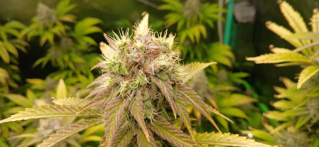 White Widow - Seed Supreme. Week 17