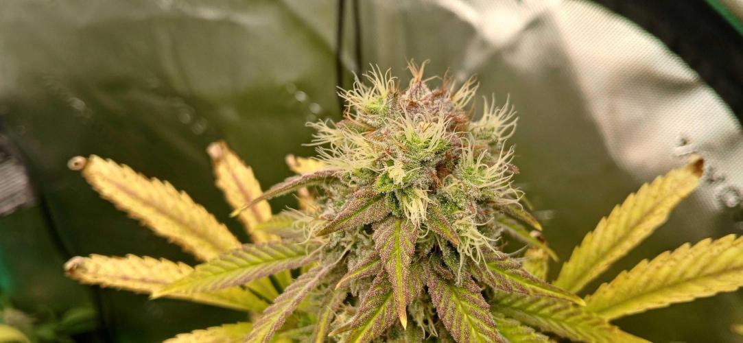 White Widow - Seed Supreme. Week 17