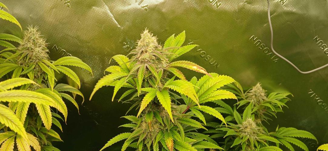 White Widow - Seed Supreme. Week 17