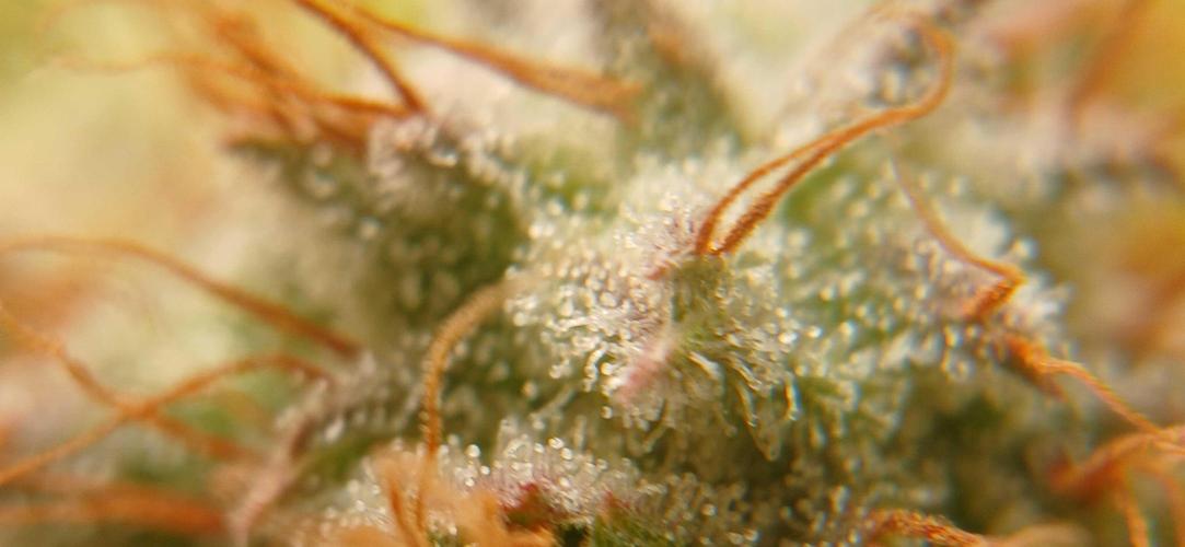 White Widow - Seed Supreme. Week 17