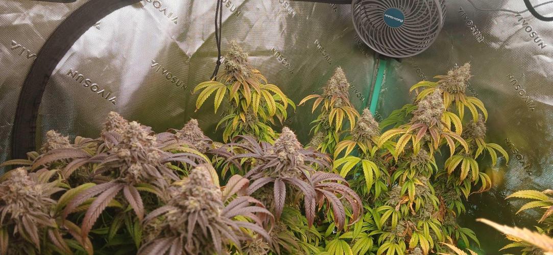 Game Over - Happy Valley Genetics. Week 19