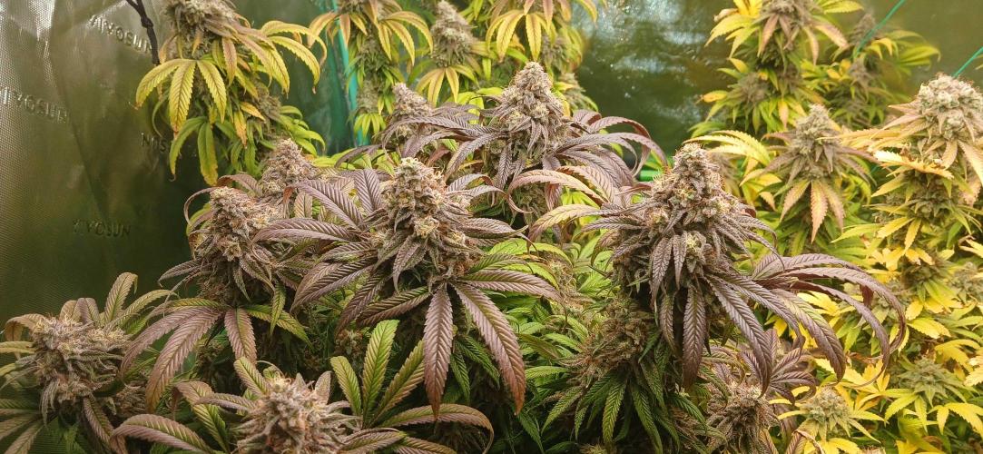 Game Over - Happy Valley Genetics. Week 19