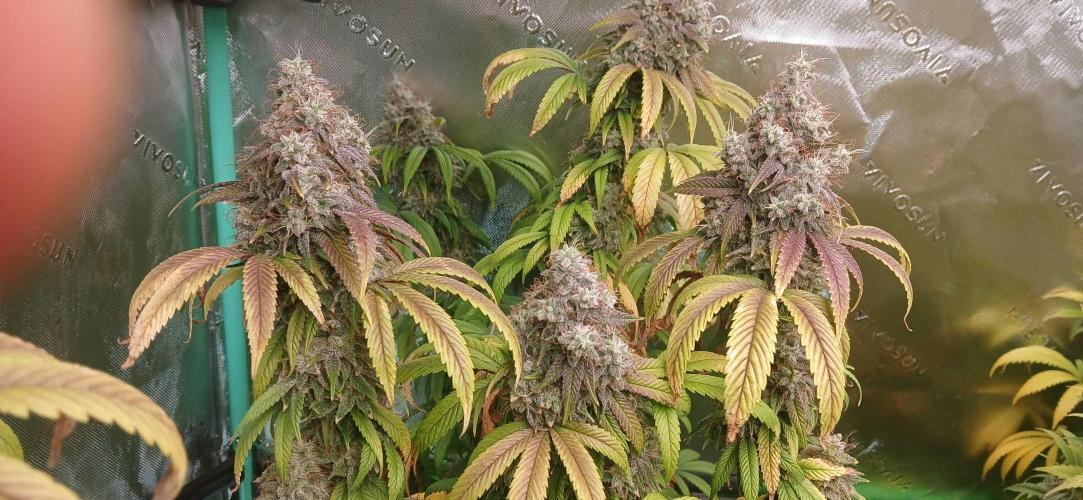 Game Over - Happy Valley Genetics. Week 19