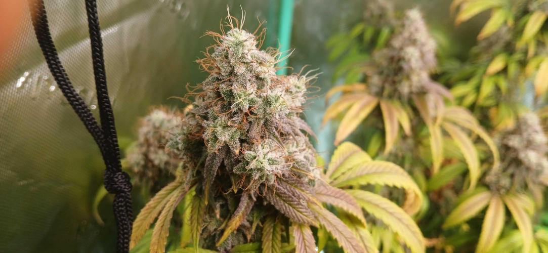 Game Over - Happy Valley Genetics. Week 19