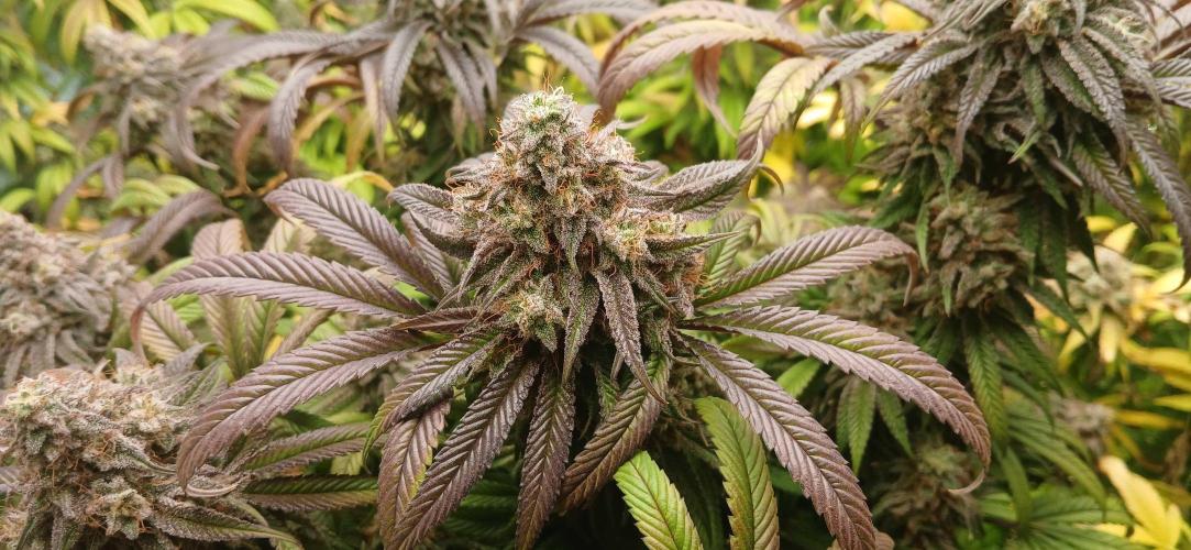 Game Over - Happy Valley Genetics. Week 19
