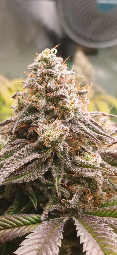 Game Over - Happy Valley Genetics. Week 19