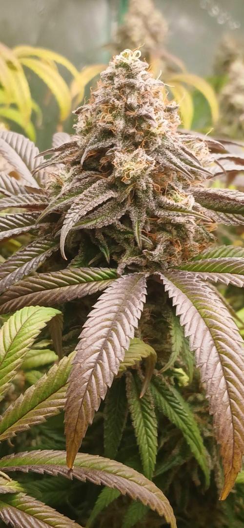Game Over - Happy Valley Genetics. Week 19