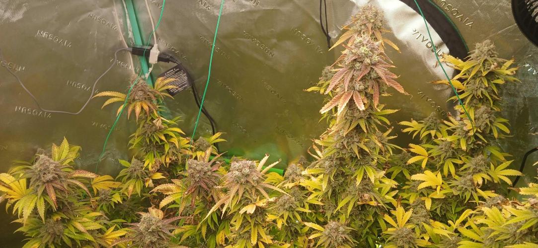 White Widow - Seed Supreme. Week 19