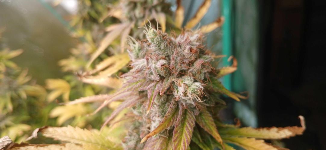 White Widow - Seed Supreme. Week 19