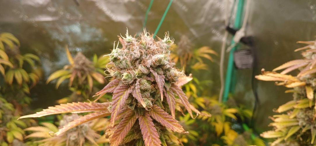 White Widow - Seed Supreme. Week 19