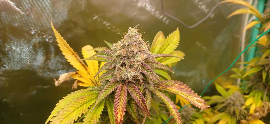 White Widow - Seed Supreme. Week 19