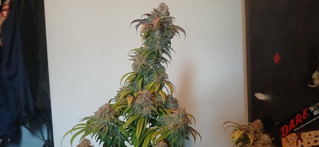 Game Over - Happy Valley Genetics. Week 21
