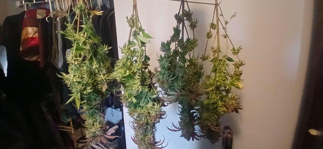 Game Over - Happy Valley Genetics. Week 21