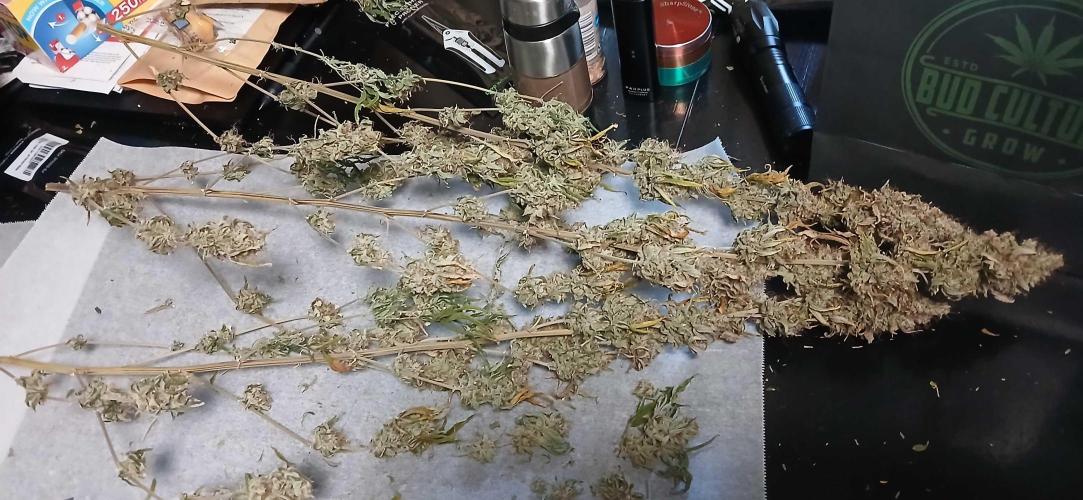 Game Over - Happy Valley Genetics. Week 21
