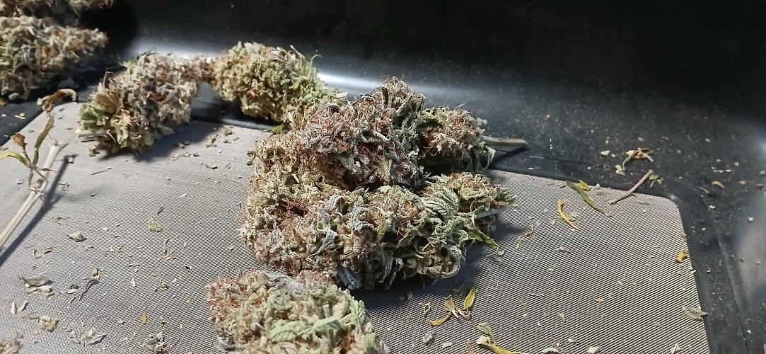 Game Over - Happy Valley Genetics. Week 21