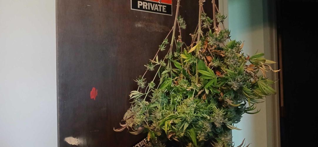 White Widow - Seed Supreme. Week 21