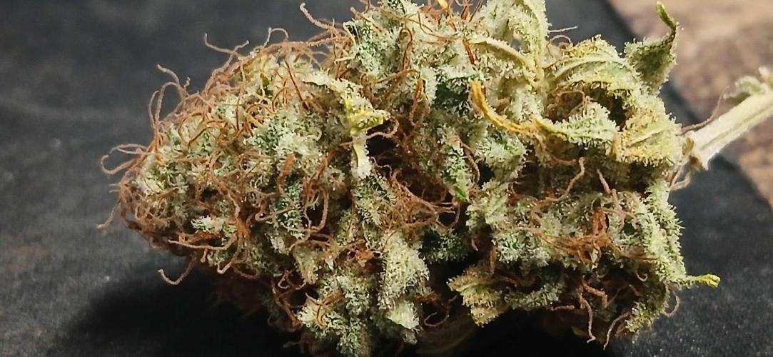 White Widow - Seed Supreme. Week 21